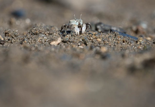 202009141510-DSC03949RX10M4.jpg