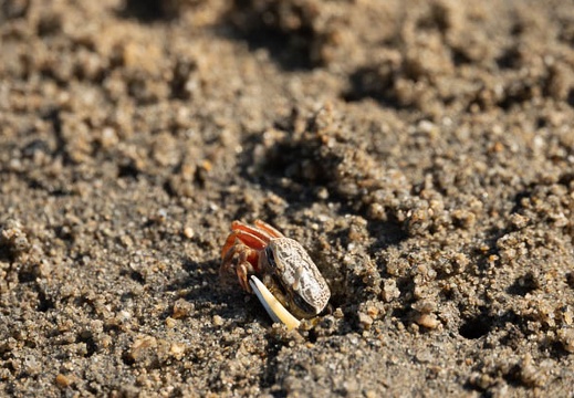 202009141530-DSC04012RX10M4.jpg