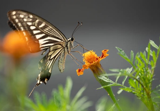 202009191435-DSC04115RX10M4.jpg