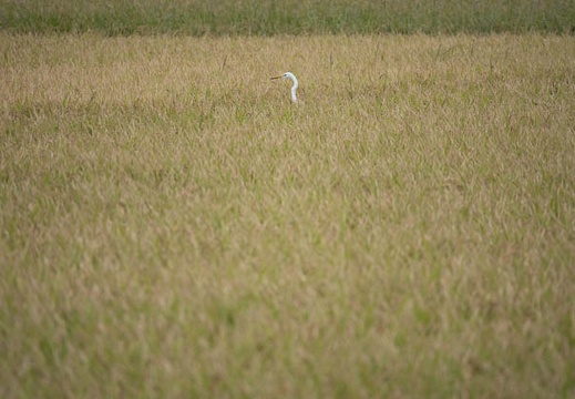 202009191601-DSC04223RX10M4.jpg