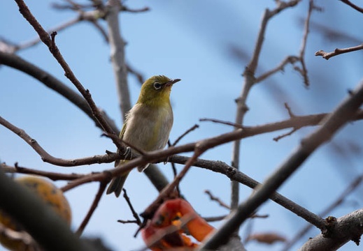 202009201239-DSC04334RX10M4.jpg