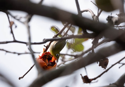 202009201239-DSC04342RX10M4.jpg