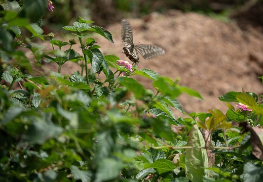202009201242-DSC04345RX10M4.jpg