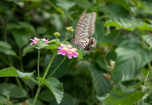 202009201243-DSC04359RX10M4.jpg