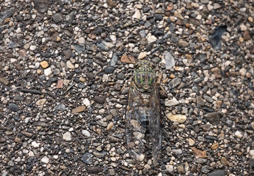 202009201249-DSC04364RX10M4.jpg