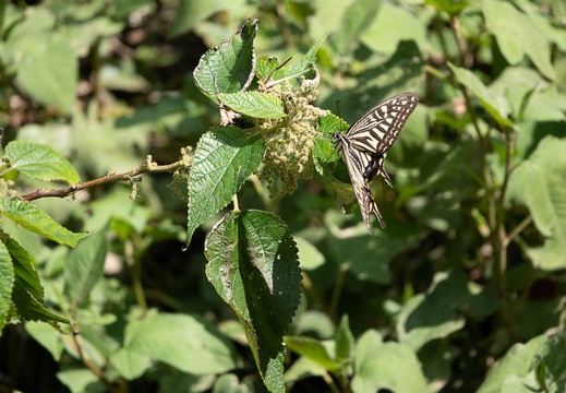 202009201322-DSC04419RX10M4.jpg