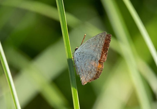 202009210912-DSC04460RX10M4.jpg