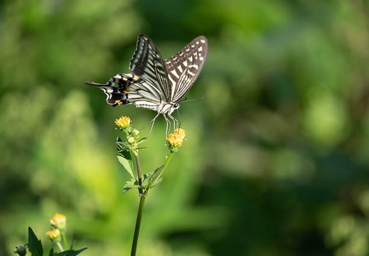 202009210934-DSC04556RX10M4.jpg