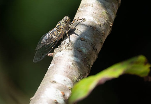 202009211007-DSC04574RX10M4.jpg