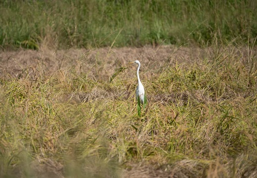 202009211010-DSC04584RX10M4.jpg