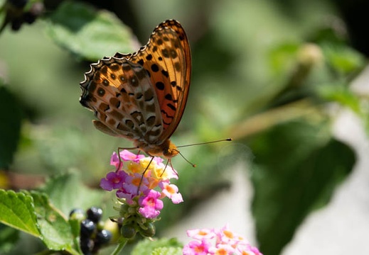202009211014-DSC04591RX10M4.jpg