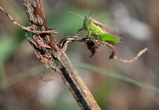 202009211058-DSC04645RX10M4.jpg