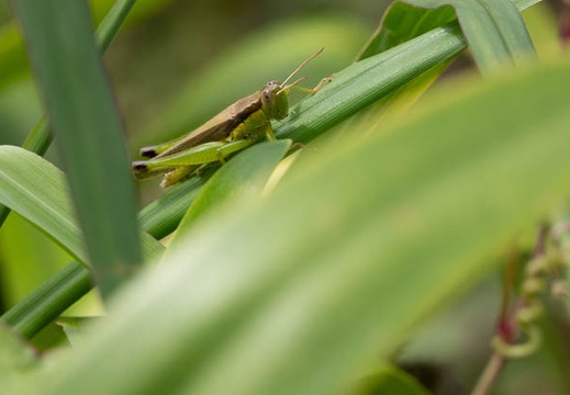 202009221123-DSC04887RX10M4.jpg