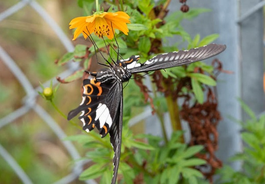 202009221211-DSC05016RX10M4.jpg