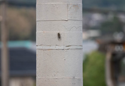 202009221309-DSC05044RX10M4.jpg