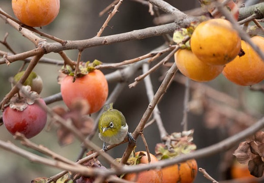 202009231458-DSC05069RX10M4.jpg