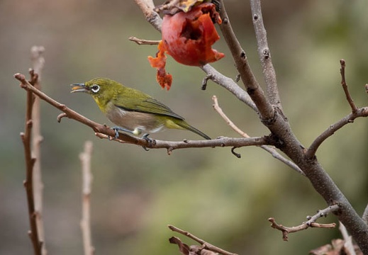 202009231500-DSC05092RX10M4.jpg