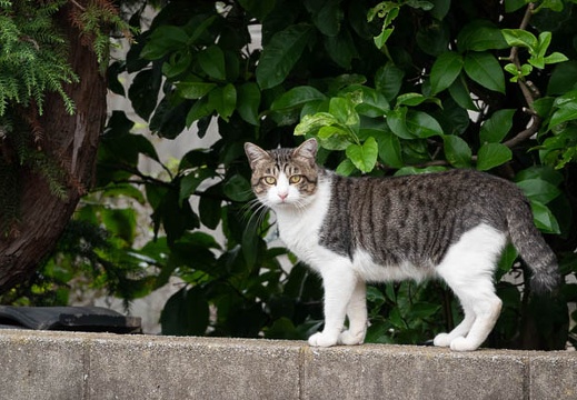 202009231502-DSC05097RX10M4.jpg