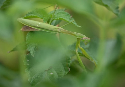 202009231507-DSC05103RX10M4.jpg