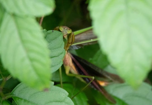 202009231617-DSC05167RX10M4.jpg