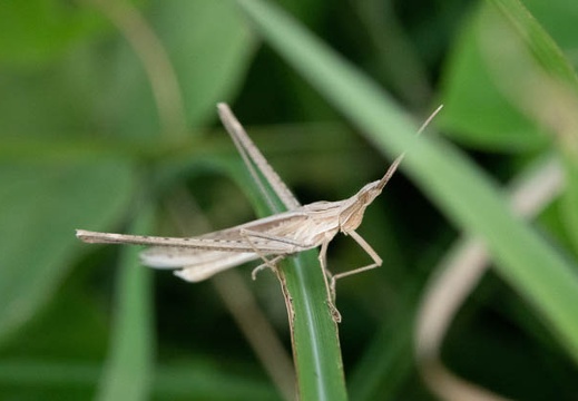 202009271218-DSC05690RX10M4.jpg