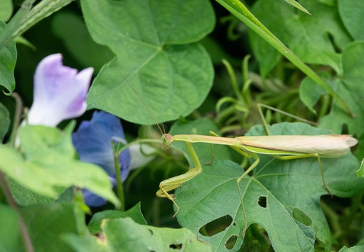 202009271252-DSC05759RX10M4.jpg