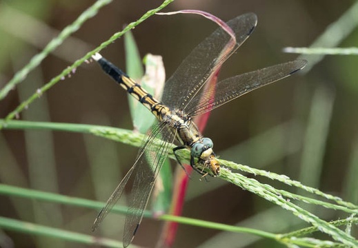 202009271300-DSC05793RX10M4.jpg
