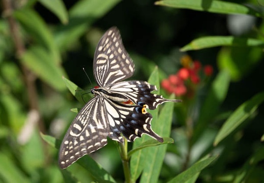 202009271307-DSC05811RX10M4.jpg