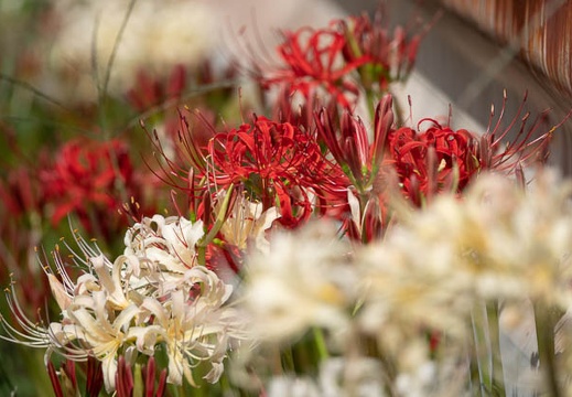 202009271309-DSC05823RX10M4.jpg