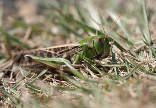 202009281231-DSC06290RX10M4.jpg
