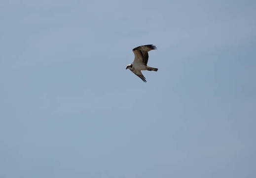 202009281237-DSC06320RX10M4.jpg