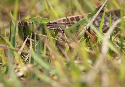 202009281253-DSC06383RX10M4.jpg