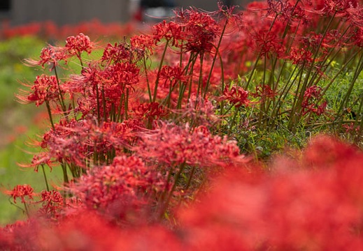 202009291106-DSC06775RX10M4.jpg