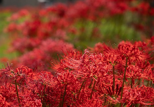 202009291106-DSC06776RX10M4.jpg