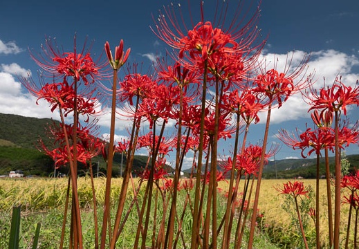 202009291208-DSC06992RX10M4.jpg