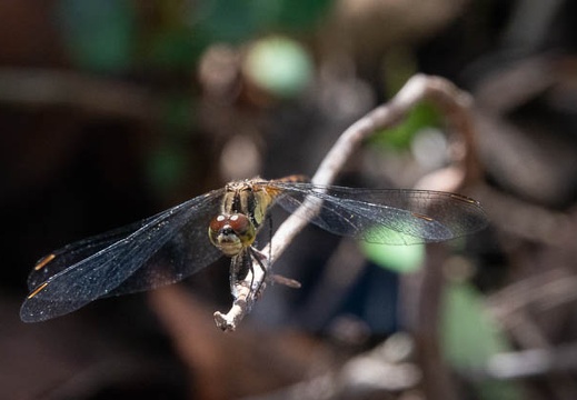 202009291229-DSC07073RX10M4.jpg