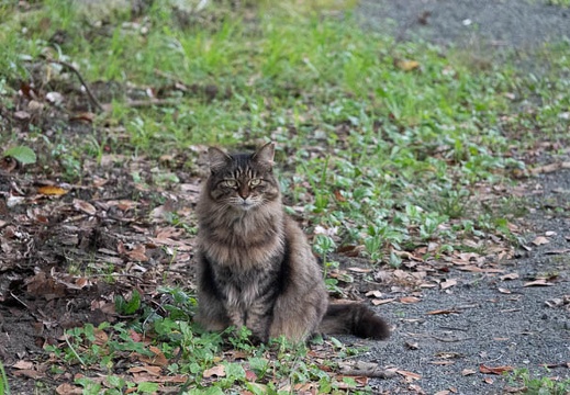 202009301056-DSC07396RX10M4.jpg