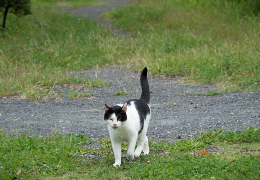 202009301058-DSC07402RX10M4.jpg