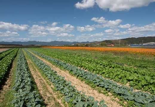 202010061050-DSC08978RX10M4.jpg
