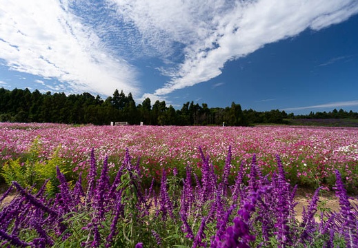 202010071047-DSC09785N5R.jpg