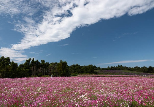 202010071050-DSC09667RX10M4.jpg