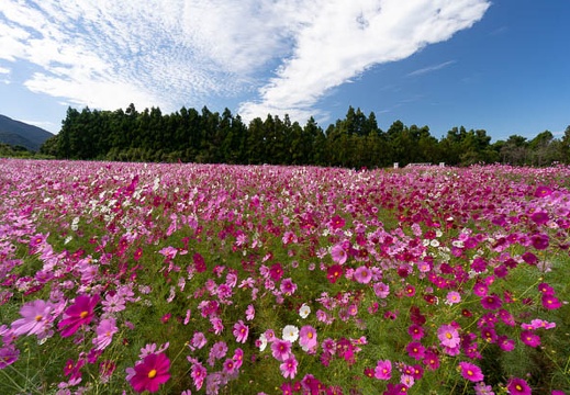 202010071055-DSC09792N5R.jpg