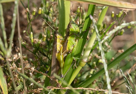 202010121337-DSC01081RX10M4.jpg