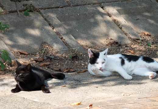 202010131125-DSC01497RX10M4.jpg