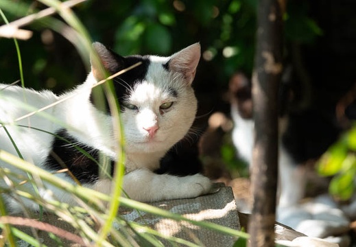 202010131208-DSC01611RX10M4.jpg