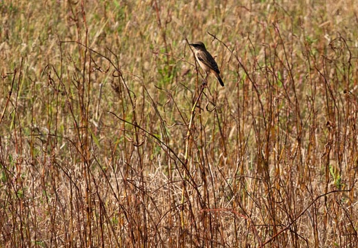 202010141428-DSC02448RX10M4.jpg