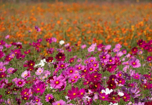 202010151058-DSC02858RX10M4.jpg