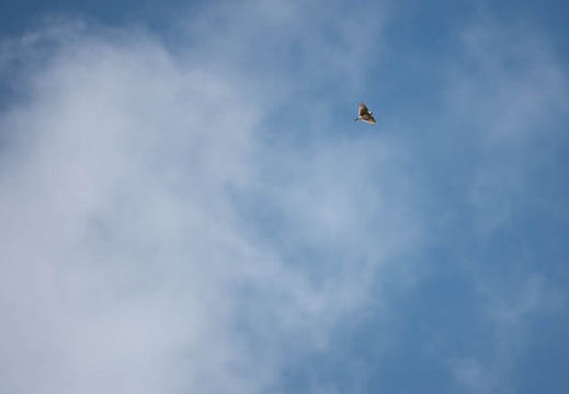 202010151126-DSC02979RX10M4.jpg