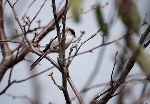 202010171447-DSC04168RX10M4.jpg