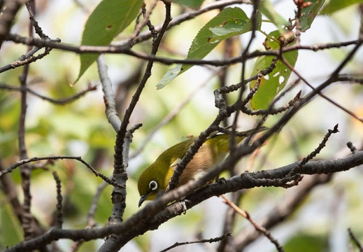 202010171447-DSC04181RX10M4.jpg